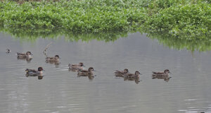 Ambiente srivia 2018