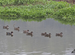 Ambiente srivia 2018