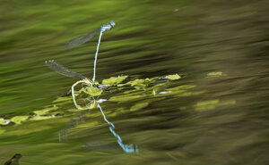 Ambiente Scrivia 2018