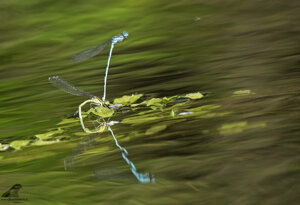 Ambiente Scrivia 2018