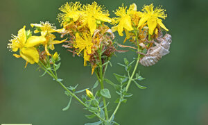 Ambiente Scrivia 2023