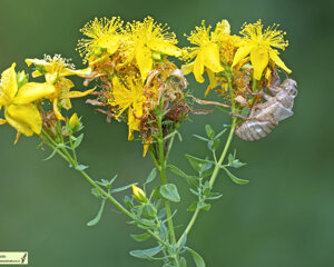 Ambiente Scrivia 2023