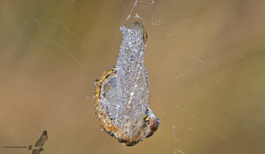 Ambiente Scrivia 2020