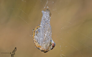 Ambiente Scrivia 2020