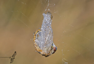 Ambiente Scrivia 2020