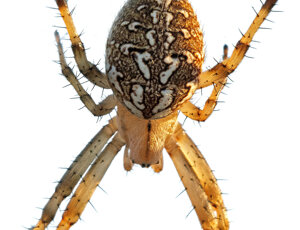 Ambiente Scrivia 2023