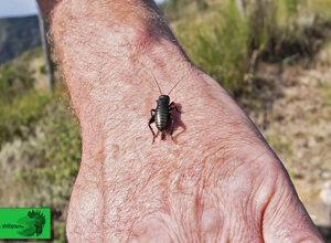 30/08/2020 tana d'Orso Liguria
