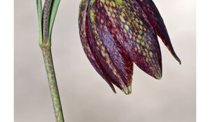 fritillaria%20montana%203.jpeg