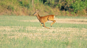 Ambiente Scrivia 2022