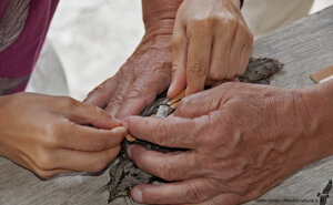 Apposizione geolocator su succiacapre - Ambiente Scrivia 2021