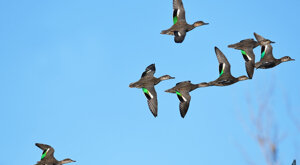 Ambiente Scrivia 2021