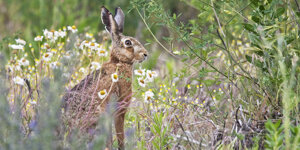 Ambiente Scrivia 2109