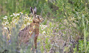 Ambiente Scrivia 2109