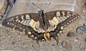 Ambiente Scrivia 2023