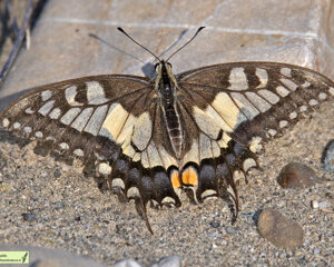 Ambiente Scrivia 2023