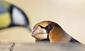 Frosone - Cocchotraustes cocchotraustes