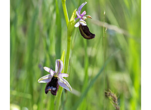 Ambiente scrivia 2025