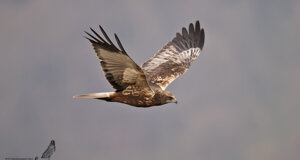 falco di palude - Circus aeruginosus