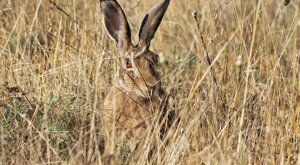 Ambiente Scrivia 2021