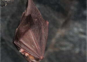 Rhinolophus ferrumequinum