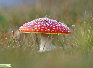 Colle della Vaccera (TO) Piemonte