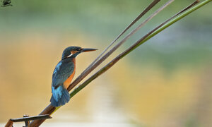 Ambiente scrivia 2017