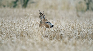 Ambiente Scrivia 2023