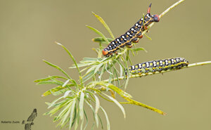 Ambiente Scrivia 2020