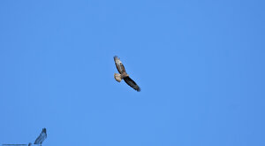 Ambiente Scrivia 2020