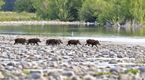 Ambiente Scrivia 2021