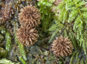 Val Pentemina (GE) Liguria