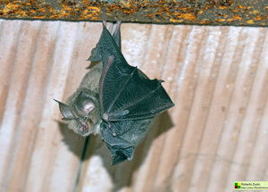 Rhinolophus ferrumequinum