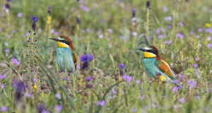 Ambiente scrivia 2018