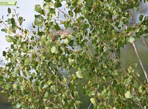 Ambiente Scrivia 2022