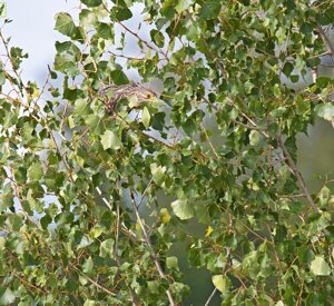 Ambiente Scrivia 2022