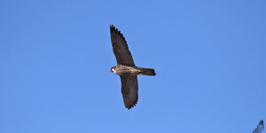 Pellegrino - Falco peregrinus