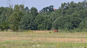 Ambiente Scrivia 2021