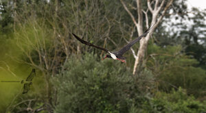 Ambiente Scrivia 2020