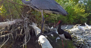 Ambiente Scrivia 2022 : fermo immagine di un video