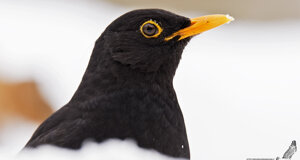 Merlo - Turdus merulas