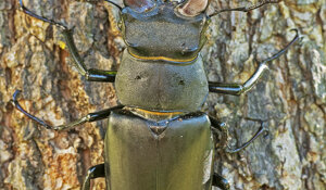 Cervo volante - Lucanus cervus