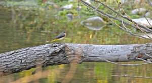 Ambiente Scrivia 2023