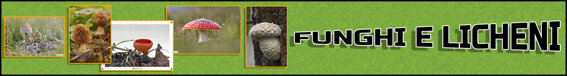 funghi e licheni.jpeg