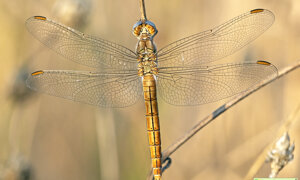 Ambiente Scrivia 2023