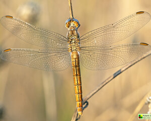 Ambiente Scrivia 2023