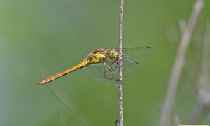 Ambiente Scrivia 2023