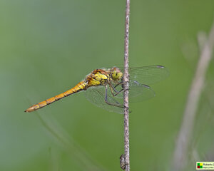 Ambiente Scrivia 2023