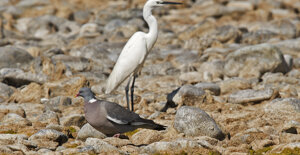 Ambiente Scrivia - Piemonte