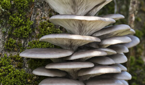 Ambiente Scrivia 2020