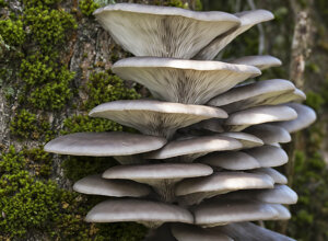 Ambiente Scrivia 2020 (AL) Piemonte